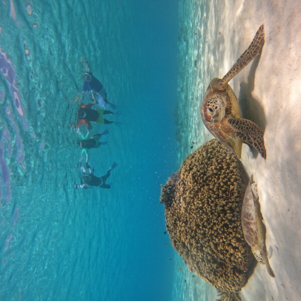 SNORKELINGコース(1.5h)